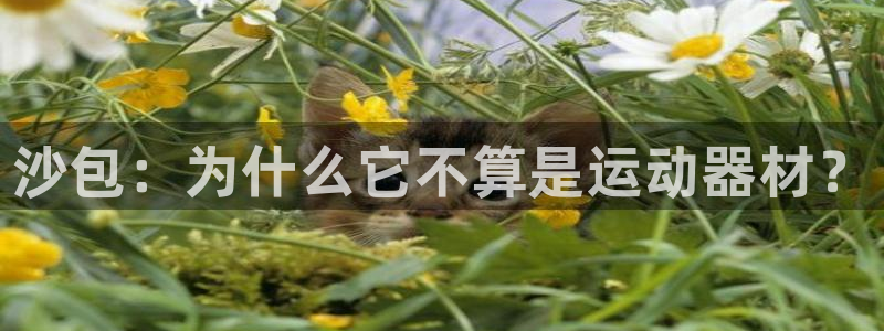 风速体育官网下载招商：沙包：为什么它不算是运动器材？